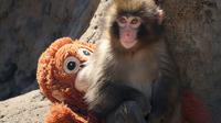Foto ini, yang diambil pada 19 Februari 2026, menunjukkan seekor monyet makaka jantan berusia tujuh bulan bernama Punch, yang ditinggalkan induknya tak lama setelah lahir, sedang duduk dengan boneka orangutan di Kebun Binatang dan Taman Botani Kota Ichikawa di Prefektur Chiba, Jepang. (STR/JIJI PRESS/AFP)