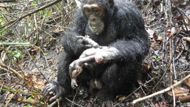 Simpanse jantan bernama Darwin sedang memegang bayi milik Devota. (Sumber Kyoto University/Hitonaru Nishie via Live Science)