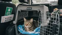 Tips Membawa Kucing Peliharaan Mudik Aman dan Nyaman, Bebas Stres Sepanjang Perjalanan