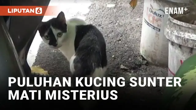 Puluhan Kucing di Sunter Agung Mati Mendadak