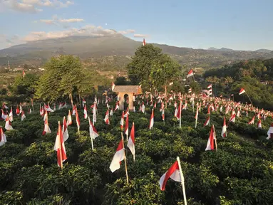 Pemandangan ribuan bendera Merah Putih berkibar di perkebunan teh Kemuning, Desa Girimulyo, Karanganyar, Jawa Tengah, Sabtu (25/8). 1.970 bendera Merah Putih dikibarkan masyarakat setempat menyemarakkan HUT ke-73 RI. (Merdeka.com/Iqbal S. Nugroho)