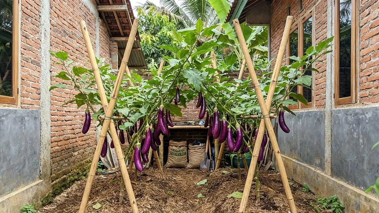 Ide Kebun Terong di Kebun Ukuran 2x2 Tapi Panen Melimpah