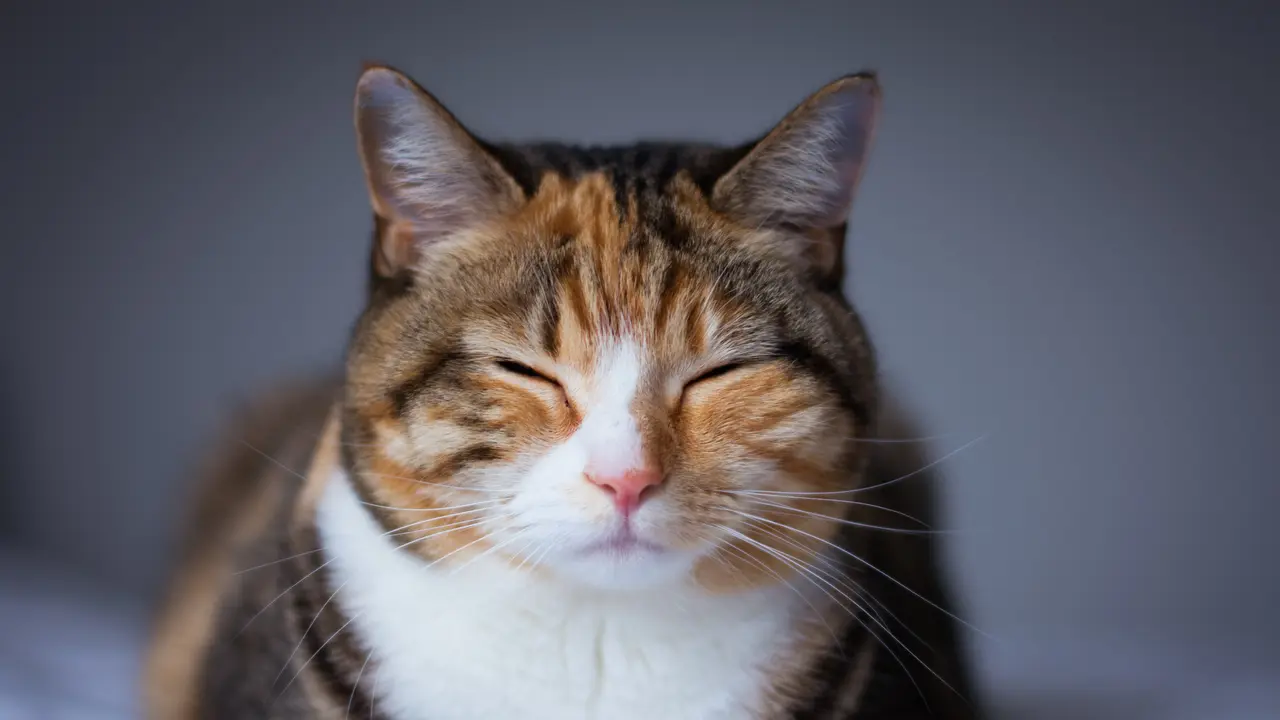 Kucing Tidur