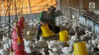 Pakan Ayam Broiler Murah tapi Cepat Panen, Trik untuk Pemula dan Profesional