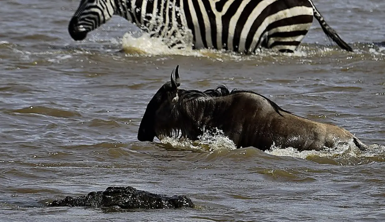 Seekor buaya tampak mendekati seekor Wildebeest saat menyebrang sungai di Masai Mara, Kenya (1/9/2015). Ratusan Wildebeest melakukan migrasi dari Serengeti ke Masai Mara untuk menemukan padang rumput selama musim kering di Kenya. (AFP Photo/Carl De Souza)
