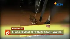 Seekor buaya ganas di Nunukan, Kalimantan Utara, berhasil ditangkap warga tanpa perlawanan setelah menerkam seorang pria.