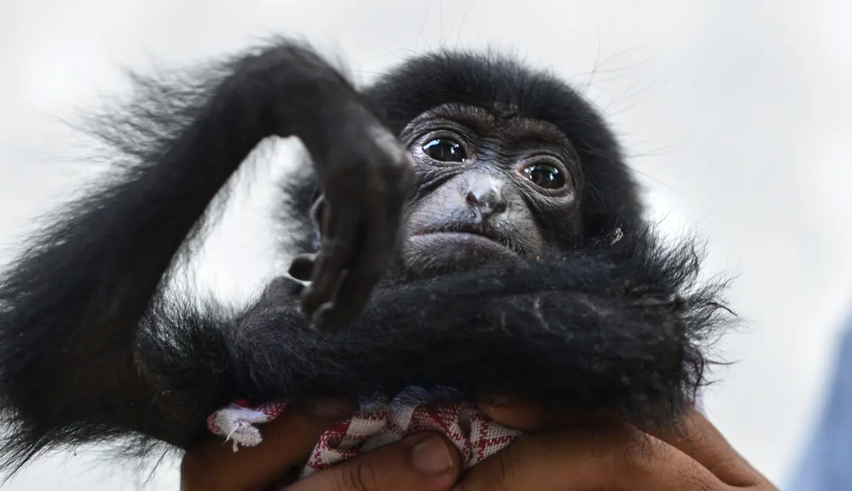 Seekor bayi siamang mendapat perawatan dokter hewan di Balai Konservasi Sumber Daya Alam Banda Aceh, Aceh, Kamis (1/11). Bayi siamang harus mendapatkan perawatan khusus selam tiga tahun untuk dapat dilepasliarkan ke habitatnya. (CHAIDEER MAHYUDDIN/AFP)