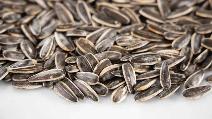 Ilustrasi biji bunga matahari