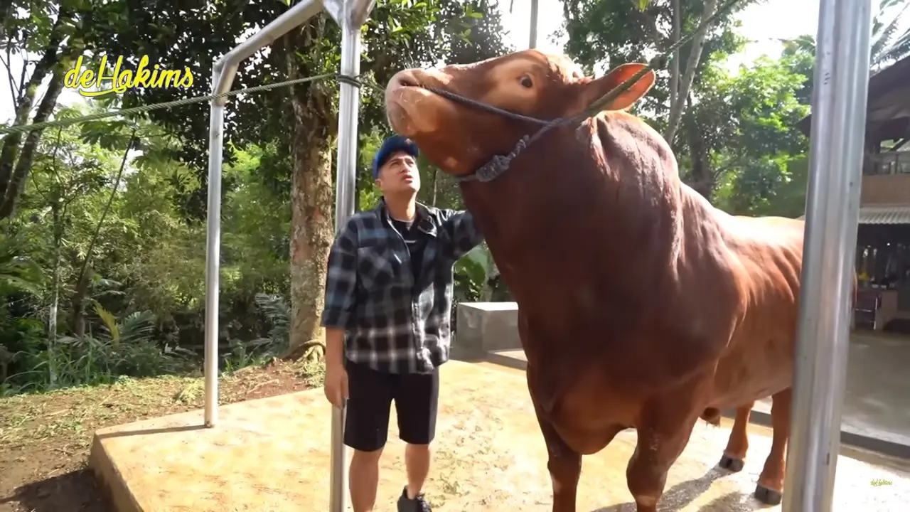 Sapi Kurban Jumbo Ibu Irfan Hakim