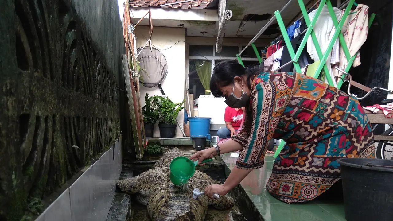 Seekor buaya yang telah dipelihara warga harus dievakuasi petugas Balai Konservasi Sumber Daya Alam (BKSDA) karena merupakan hewan dilindungi (Liputan6.com/Achmad Sudarno)