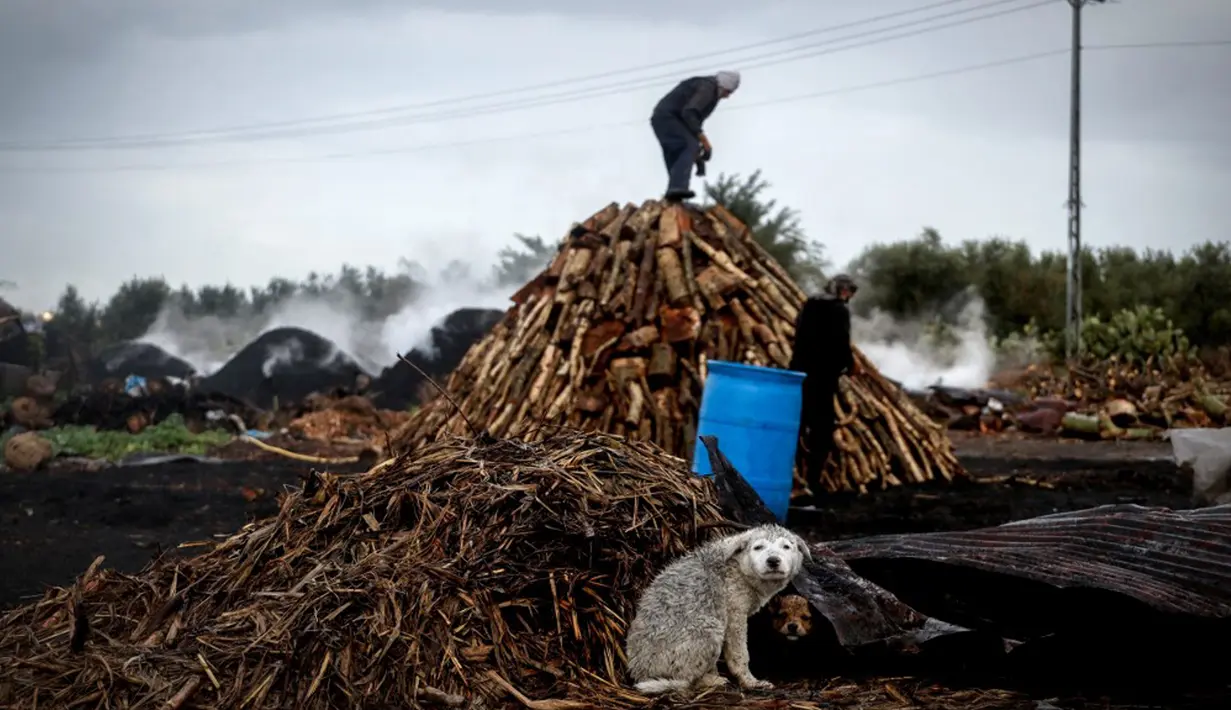 Seekor anjing duduk dekat tumpukan kayu saat seorang pria bekerja di fasilitas produksi arang al-Hattab, sebelah timur Kota Gaza, Palestina, 28 Januari 2021. Fasilitas pembuatan arang al-Hattab adalah produsen terbesar di Jalur Gaza. (Mohammed ABED/AFP)