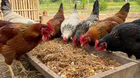 7 Cara Merawat Ayam Kampung saat Musim Kemarau agar Tidak Kekurangan Air