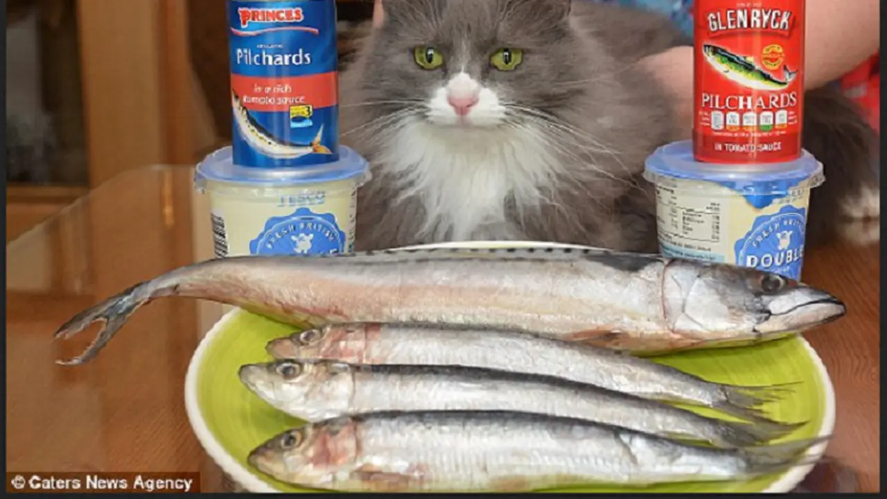 Kucing Ini Kejang Bila Makan Ikan