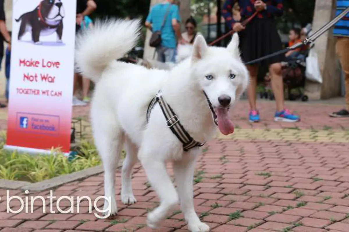 Jakarta Dog Lovers, Mau Ubah Pandangan Islam Haram Piara Anjing