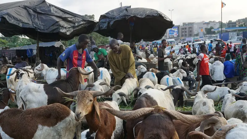 Suasana Jual Beli Hewan Kurban di Abidjan, Pantai Gading