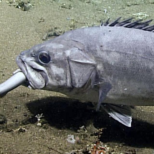 Temuan Langka Ikan Laut Dalam Yang Memangsa Hiu Hidup Hidup Global Liputan6 Com