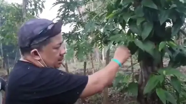 6 Potret Kegiatan Fahri Hamzah Usai Tak Lagi di DPR, Potong Kayu dan Panen Singkong
