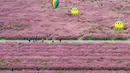 Taman ini berubah warna menjadi merah muda yang cantik saat musim gugur tiba. (STR/AFP)