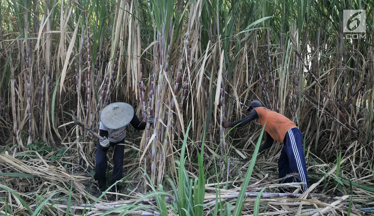 Aktivitas petani tebu di Desa Betet, Pesantren, Kediri, Jatim pada akhir September lalu. Pada tahun 2018, stok gula konsumsi surplus 2,4 juta ton dengan rincian stok sisa akhir tahun 2017 sebesar 1 juta ton. (Merdeka.com/Iqbal S. Nugroho)