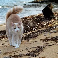 Su Pallosu, Sardinia. (CEN)