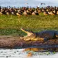 Ilustrasi buaya menganga (iStock)