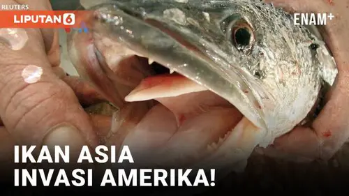 VIDEO: Pro dan Kontra Invasi Ikan Gabus asal Asia