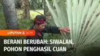 Terpuruk akibat pandemi Covid-19, warga Desa Gagah di Kabupaten Pamekasan punya cara agar perekonomian desanya meningkat. Ada sebuah pohon yang diolah warga desa menjadi berbagai macam kerajinan hingga minuman kopi. Inilah Berani Berubah.