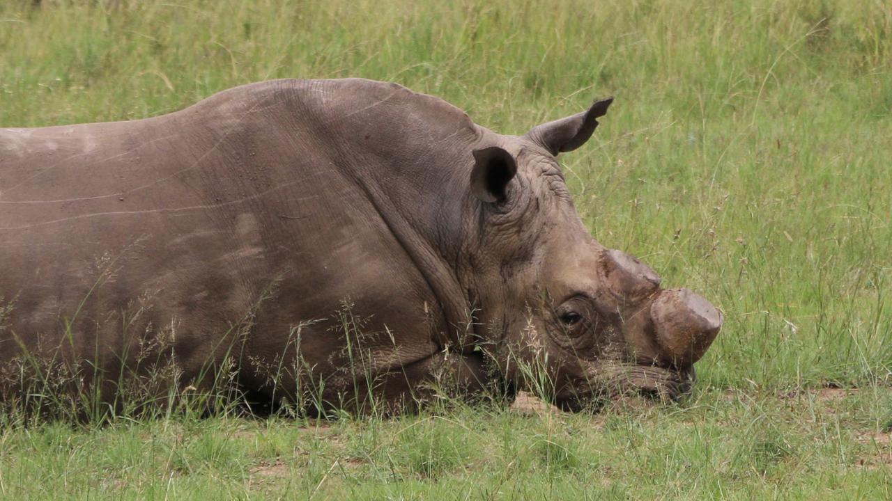 Perburuan Cula Badak