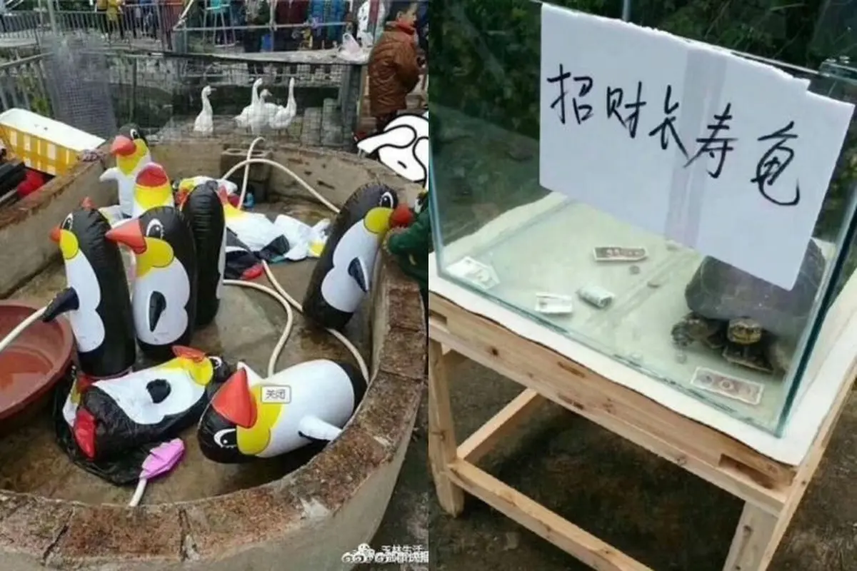 Balon penguin di kebun binatang kota Yulin yang jadi bulan-bulanan netizen di media sosial (Weibo)