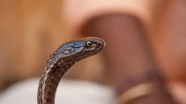 Cobra