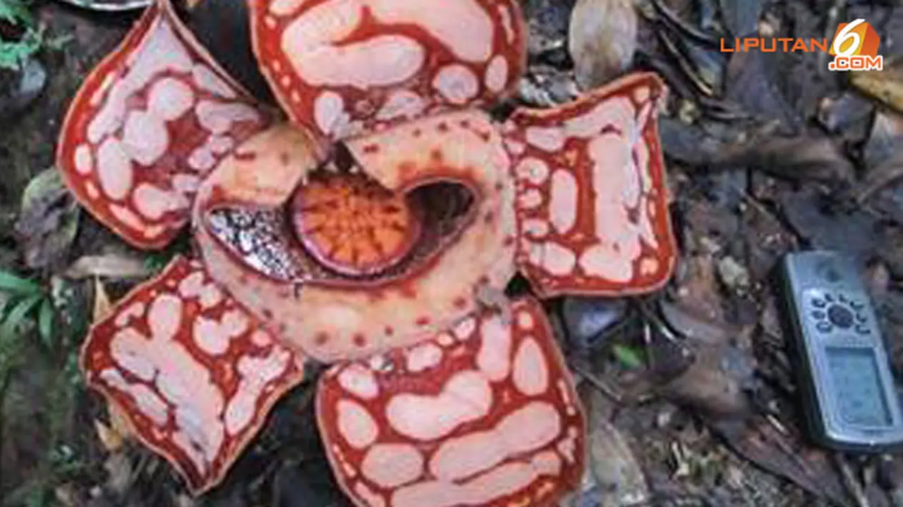 raflesia-130326b.jpg