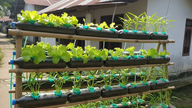 Kebun Sayur Sederhana untuk Lansia 60 Tahun yang Tidak Capek