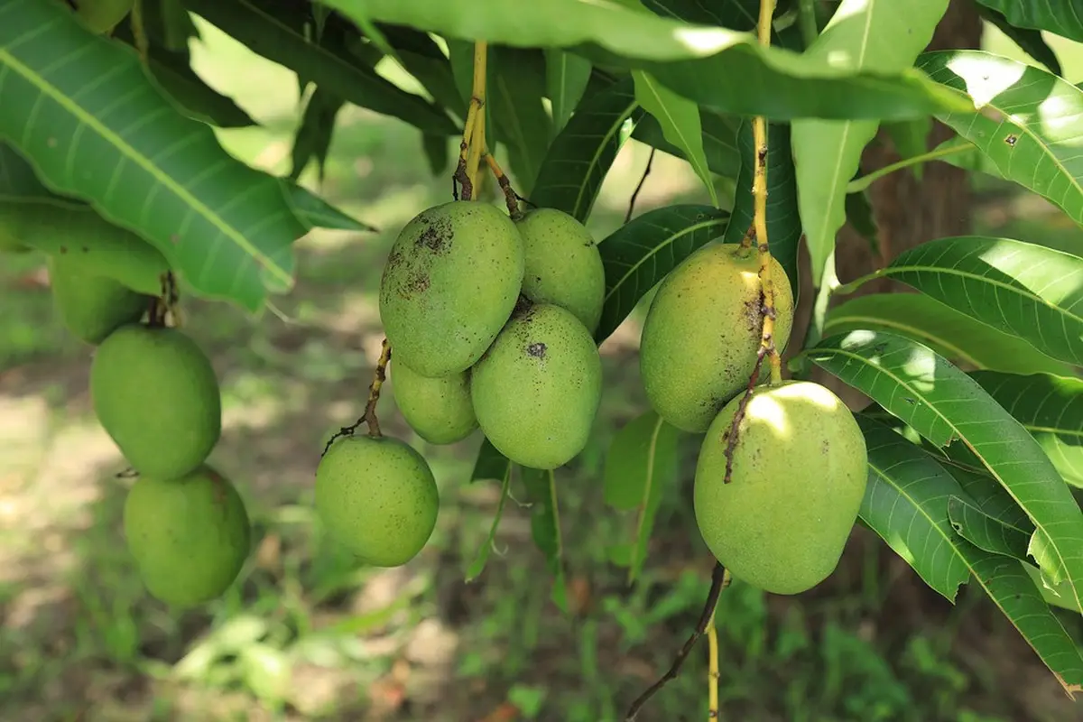 Ciri Khusus Pohon Mangga