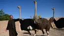 Seorang peternak berjalan dengan burung unta di sebuah peternakan di pinggiran Herat, Afghanistan (15/8).  (AFP Photo/Hoshang Hashimi)