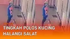 Ada-ada saja tingkah polos kucing saat menghalangi sajadah umat yang sedang salat
