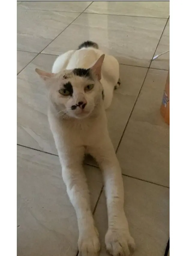 6 Potret Kaki Kucing Usai Disengat Lebah Ini Bikin Kaget