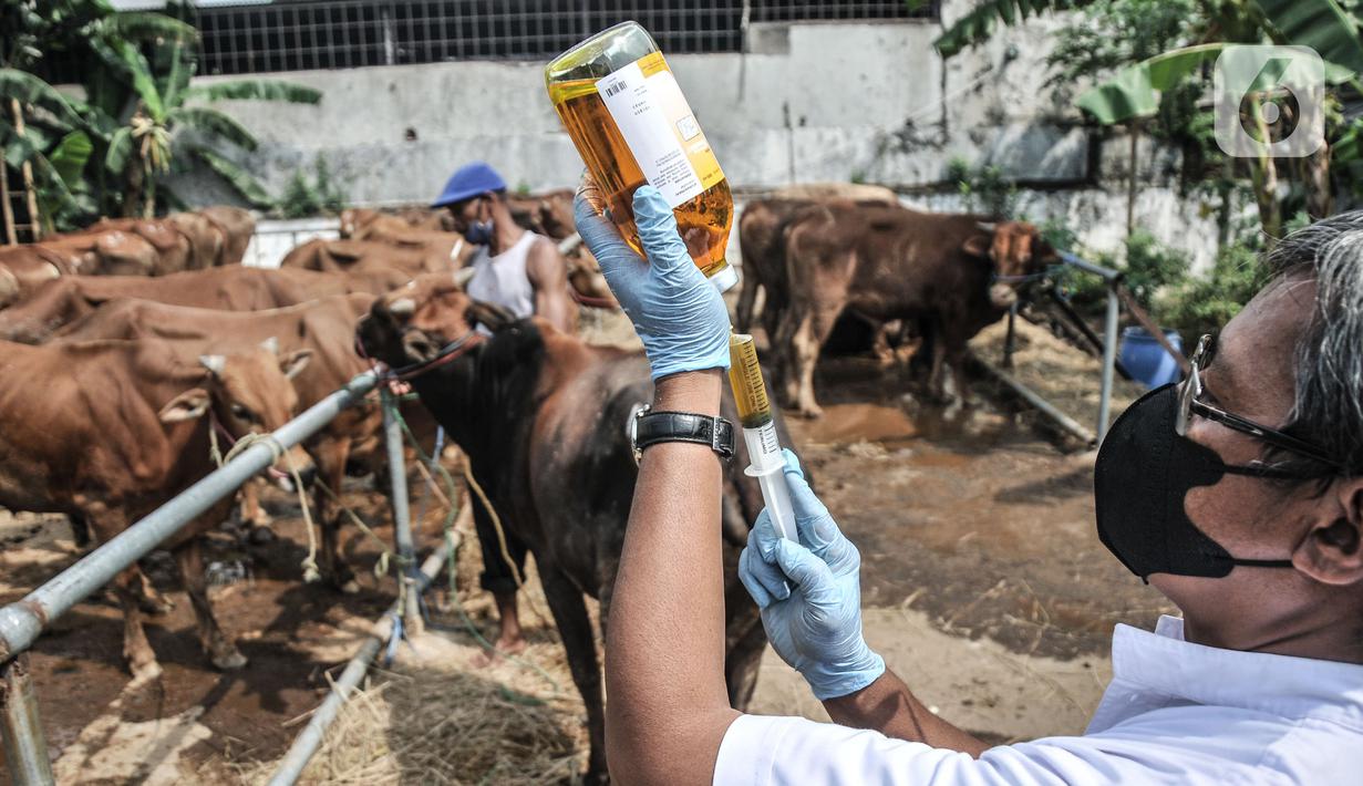 Tim dokter dari Sudin KPKP Jakarta Timur menyiapkan suntikan vitamin untuk hewan kurban di Jalan I Gusti Ngurah Rai, Jakarta, Kamis (15/7/2021). Pemeriksaan dimulai dari pengecekan mata, gigi, luka dan pemberian vitamin untuk meningkatkan daya tahan tubuh hewan kurban. (merdeka.com/Iqbal S. Nugroho)