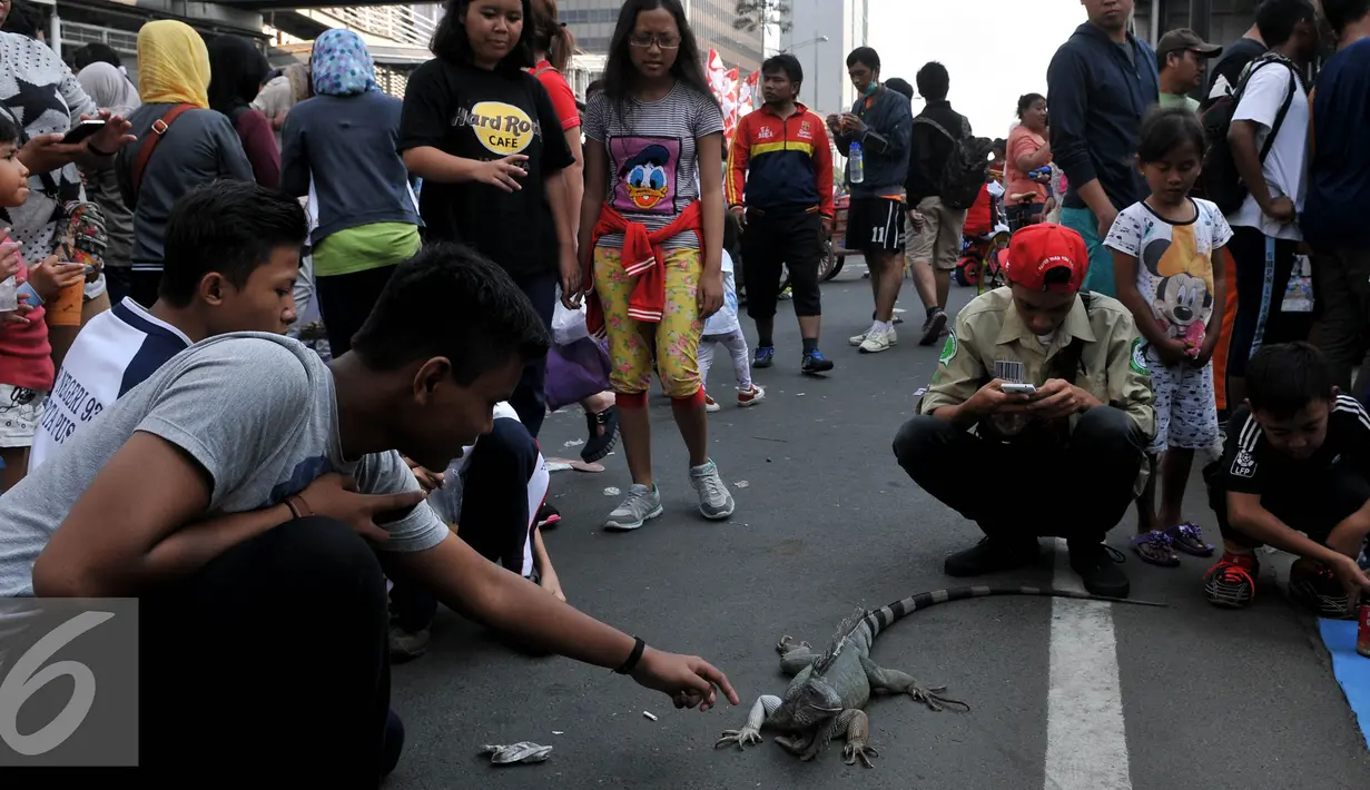 Pencinta reptil yang tergabung dalam Reptile dan Amphibian Community menampilkan beberapa hewan reptil mereka di Car Free Day, Jakarta, Minggu (23/8/2015). Kehadiran mereka menarik perhatian warga yang sedang menikmati CFD. (Liputan6.com/Johan Tallo)