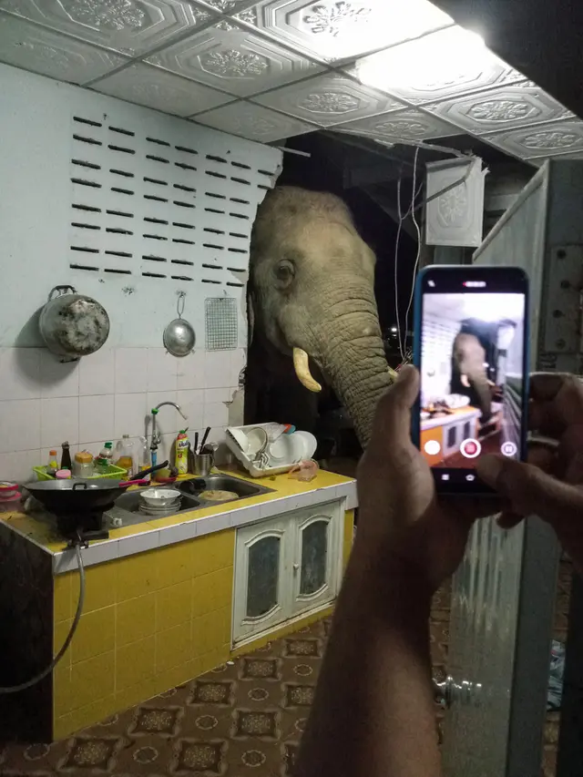 FOTO: Bikin Kaget, Gajah Cari Makan di Dapur Rumah Warga Thailand