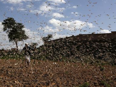 Seorang petani mencoba mengusir kawanan belalang yang menyerbu lahan pertanian di Provinsi Dhamar, Yaman, pada 6 Juni 2020. (Xinhua/Mohammed Mohammed)