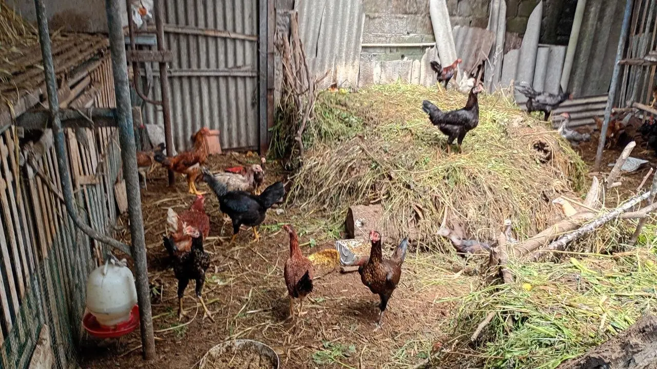 Ayam-ayam di Kandang Gadri yang dibudidayakan dengan cara umbaran