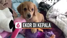 Seekor anak anjing berusia 10 minggu memiliki bagian tubuh tambahan di kepala.  Bagian tubuh tersebut menyerupai ekor namuntidak bisa digerakkan.