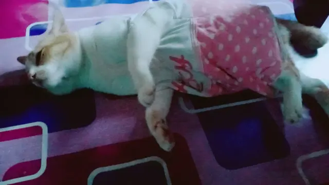 6 Potret Kucing Tidur Pakai Baju Kaus Ini Bikin Gemas, Layaknya Manusia