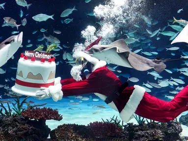 Seorang penyelam yang mengenakan kostum Sinterklas berenang bersama ikan-ikan di Akuarium Sunshine di Tokyo pada 14 Desember 2023. (Kazuhiro NOGI/AFP)