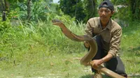 Mahasiswa penakluk king cobra hidup dengan belasan ular beracun. Foto: (M Syukur/Liputan6.com)