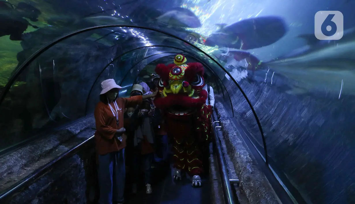 Pengunjung menyaksikan atraksi barongsai di akuarium Sea World Ancol, Jakarta, Rabu (18/1/2023). Pertunjukan barongsai bawah air tersebut merupakan rangkaian Ancol Lunar Fest 2023 dalam rangka menyambut Tahun Baru Imlek 2574 Kongzili. (Liputan6.com/Herman Zakharia)