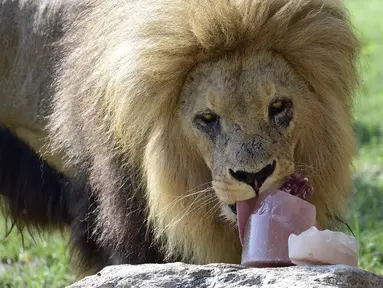 Seekor singa diberi makan dengan makanan beku di kebun binatang Bioparc di Valencia, Italia (23/7). Pemberian makanan beku ini dikarenakan suhu panas yang melanda Italia. (AFP PHOTO / Jose Jordan)