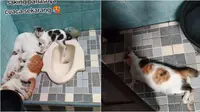 Potret kucing ngadem di toilet akibat cuaca panas. (Sumber: TikTok/@rantingpinus)