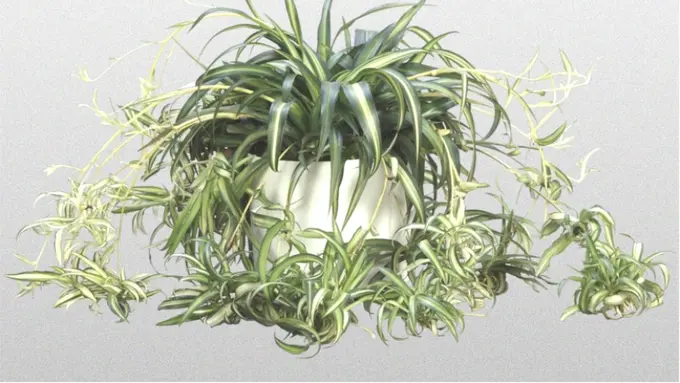 Ketahui 9 Tanaman yang Sanggup Bersihkan Udara di Rumahmu