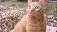 Seperti Melotot, Kucing Oranye Ini Malah Viral di Medsos